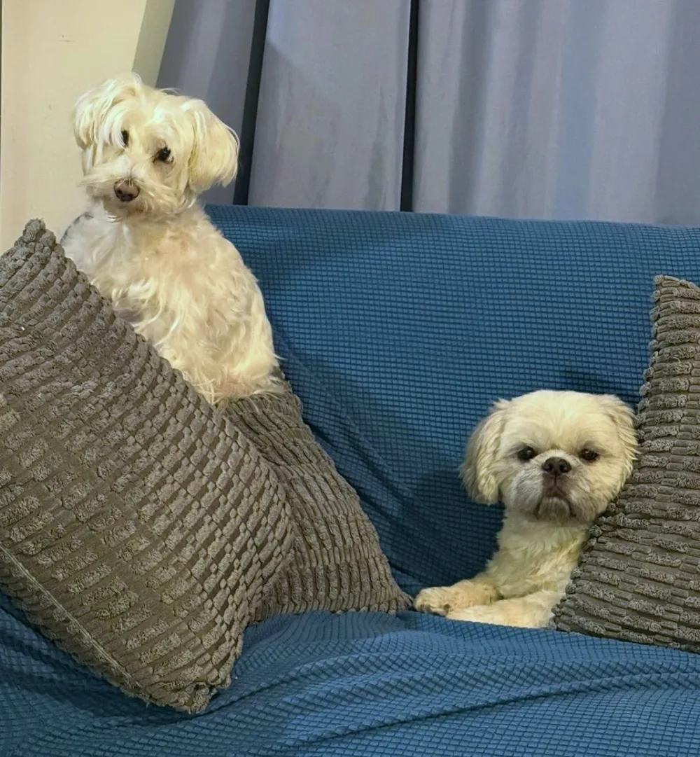 Pet Grooming