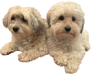 dogos